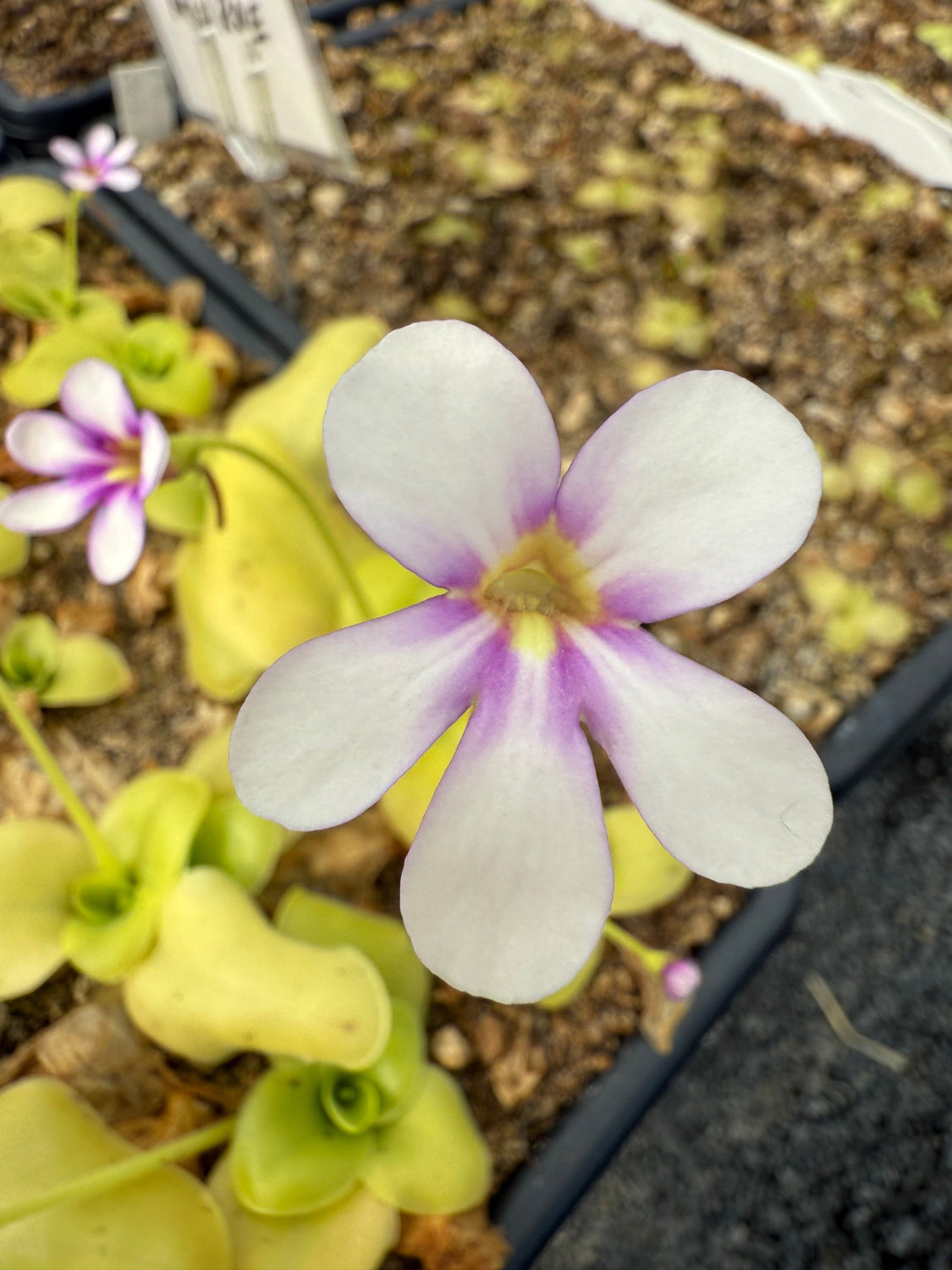 Close-up of a white and purple flower with green leaves on a blurred background