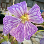 Pinguicula Lavender Lacewing Butterwort
