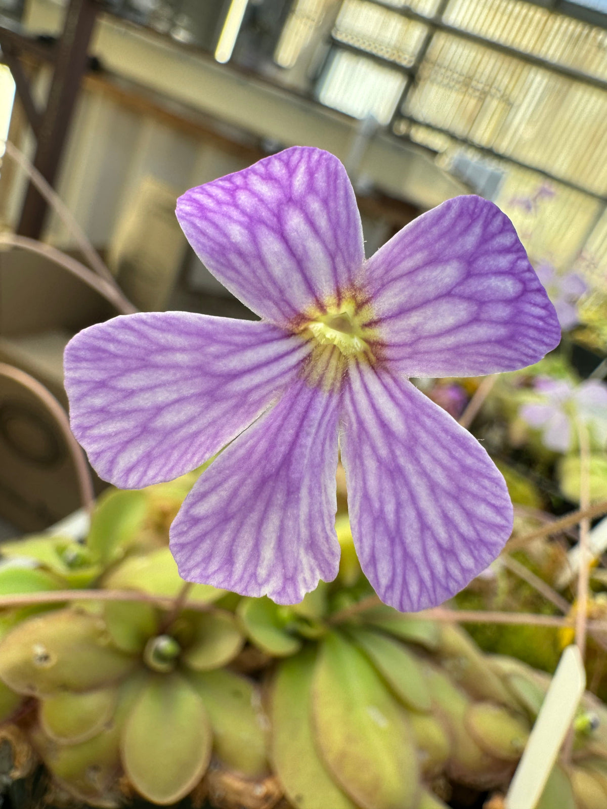 Pinguicula Lavender Lacewing Butterwort