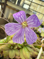 Pinguicula Lavender Lacewing Butterwort