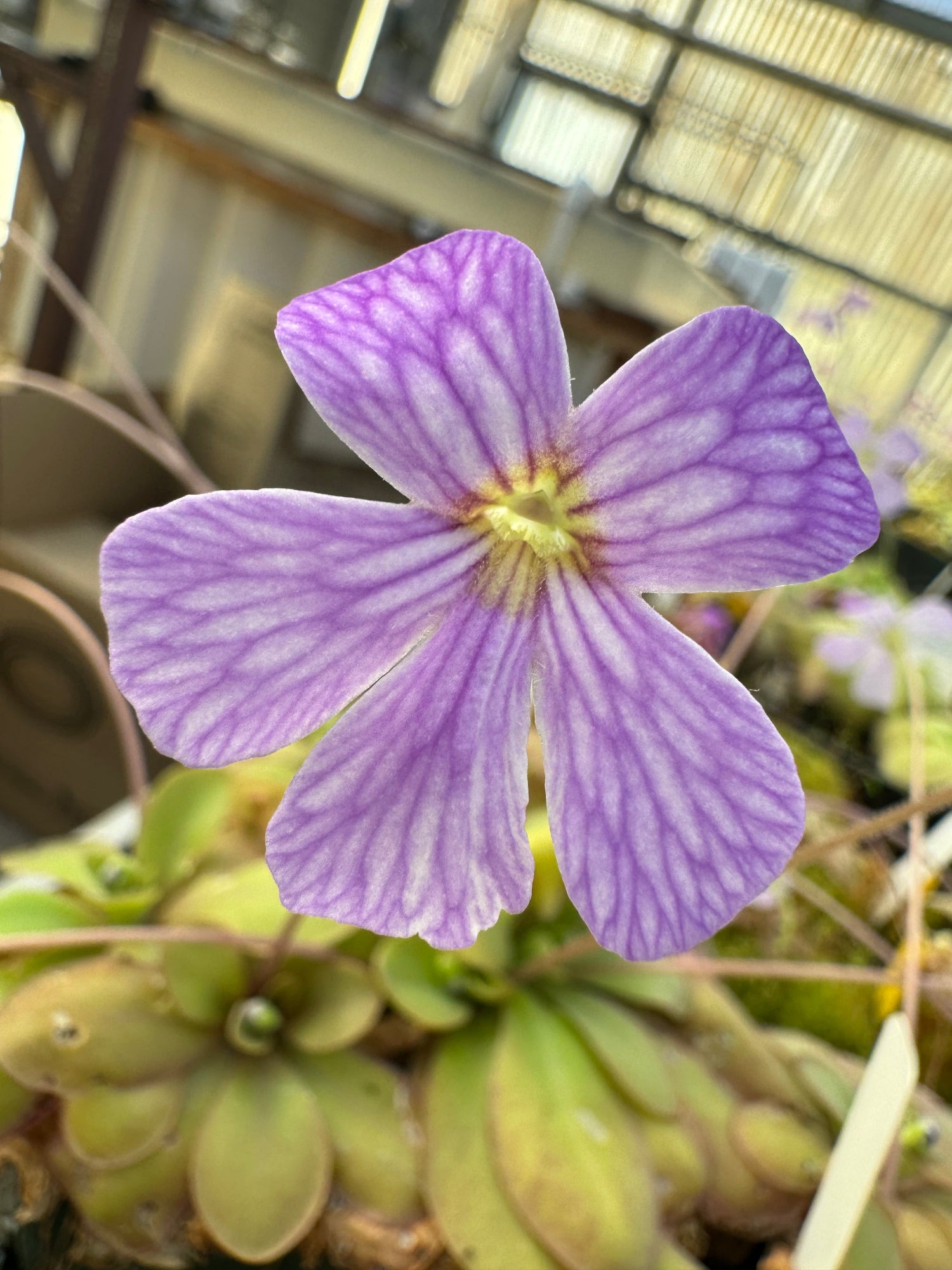Pinguicula Lavender Lacewing Butterwort