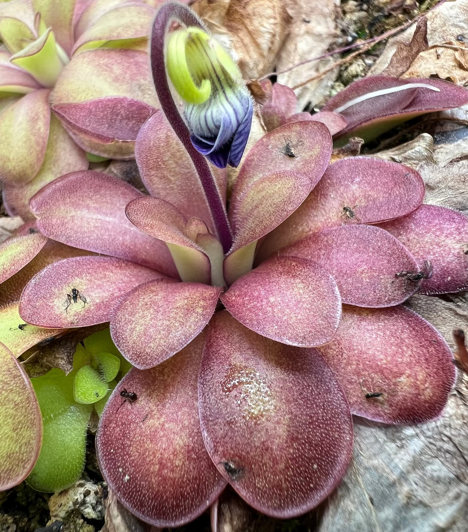 Pinguicula Lavender Lacewing Butterwort