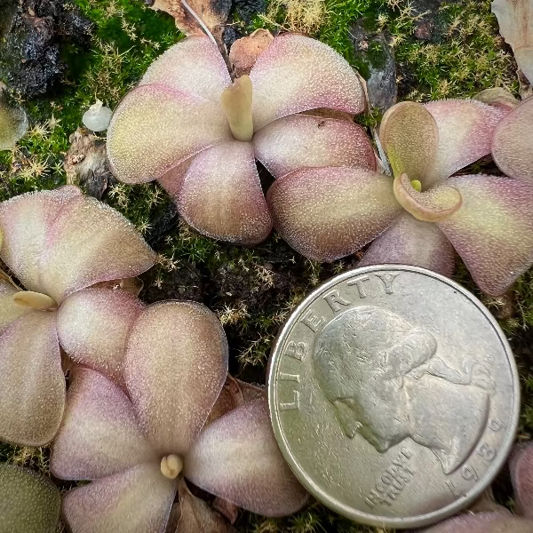 Pinguicula Lavender Lacewing Butterwort