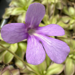 Close up of a lilac purple Pinguicula flower above lightly blurred Pinguicula leaves