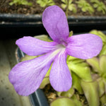 Close up of soft purple pinguicula flower with a white throat above green leaves