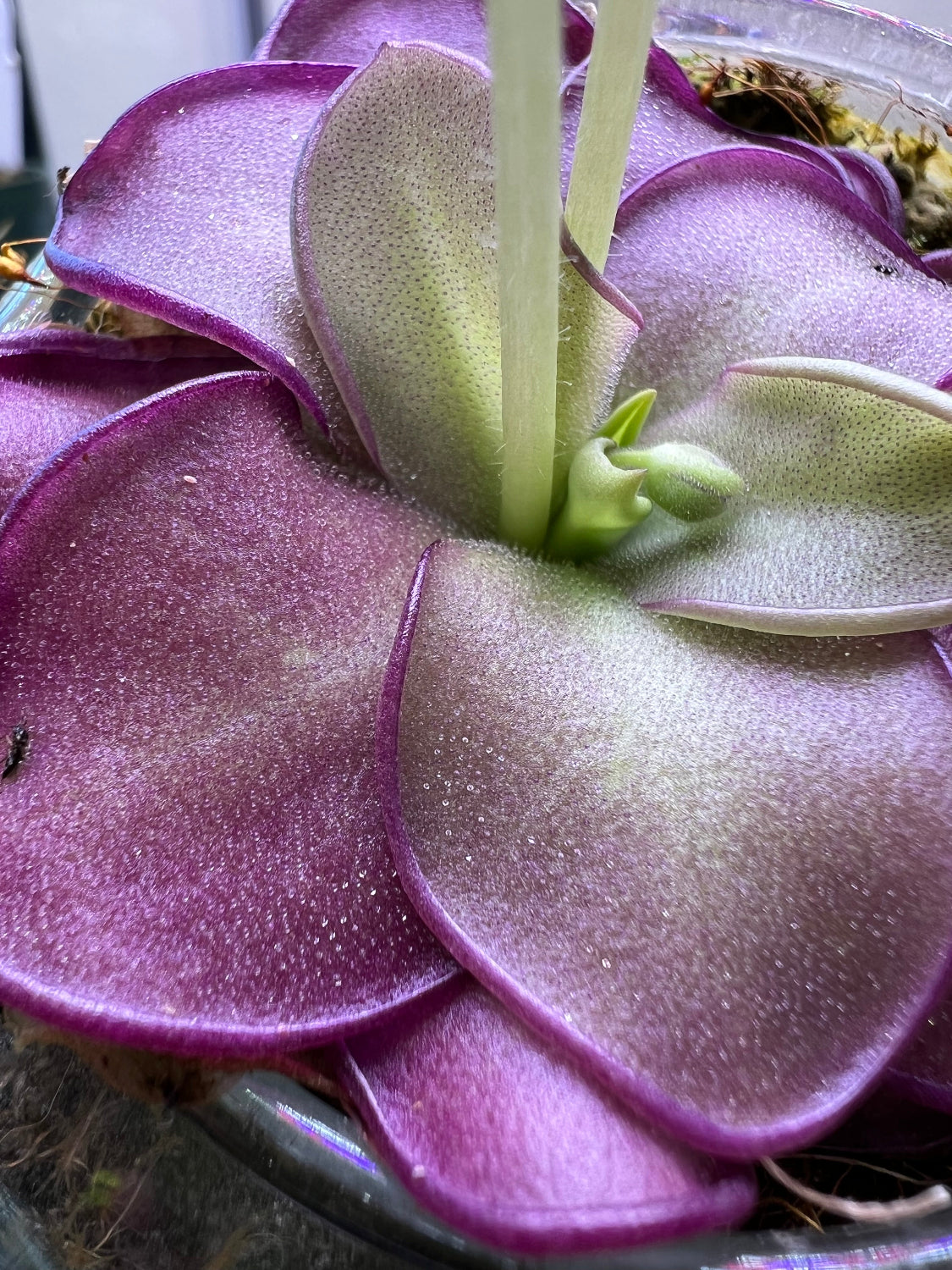 Close up of purple Pinguicula leaves