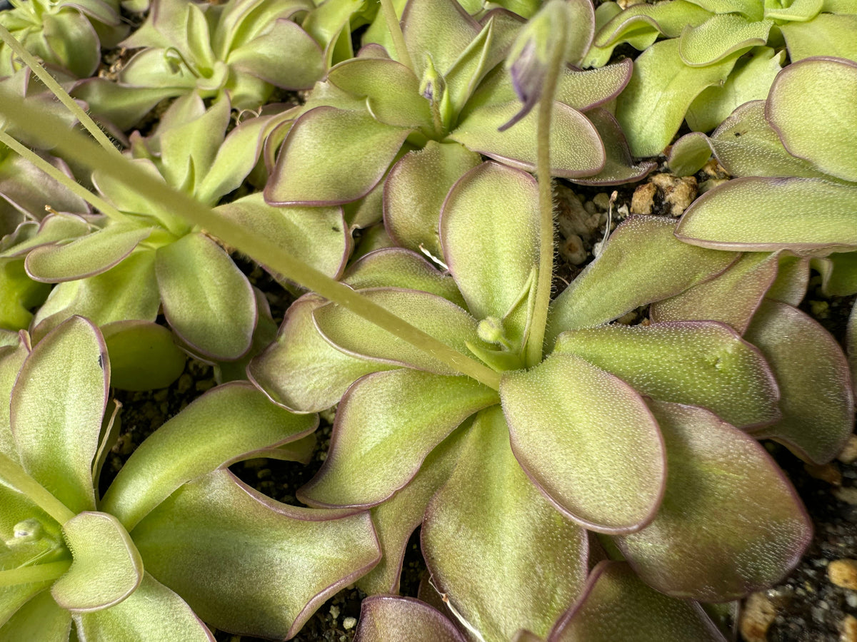 Close up of pinguicula rosettes with green leaves and purple margins and flower buds