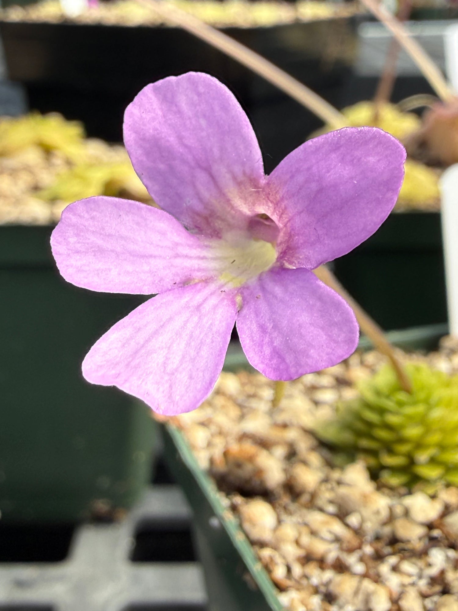 Pinguicula Lilac Pinecone Butterwort
