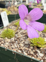 Pinguicula Lilac Pinecone Butterwort
