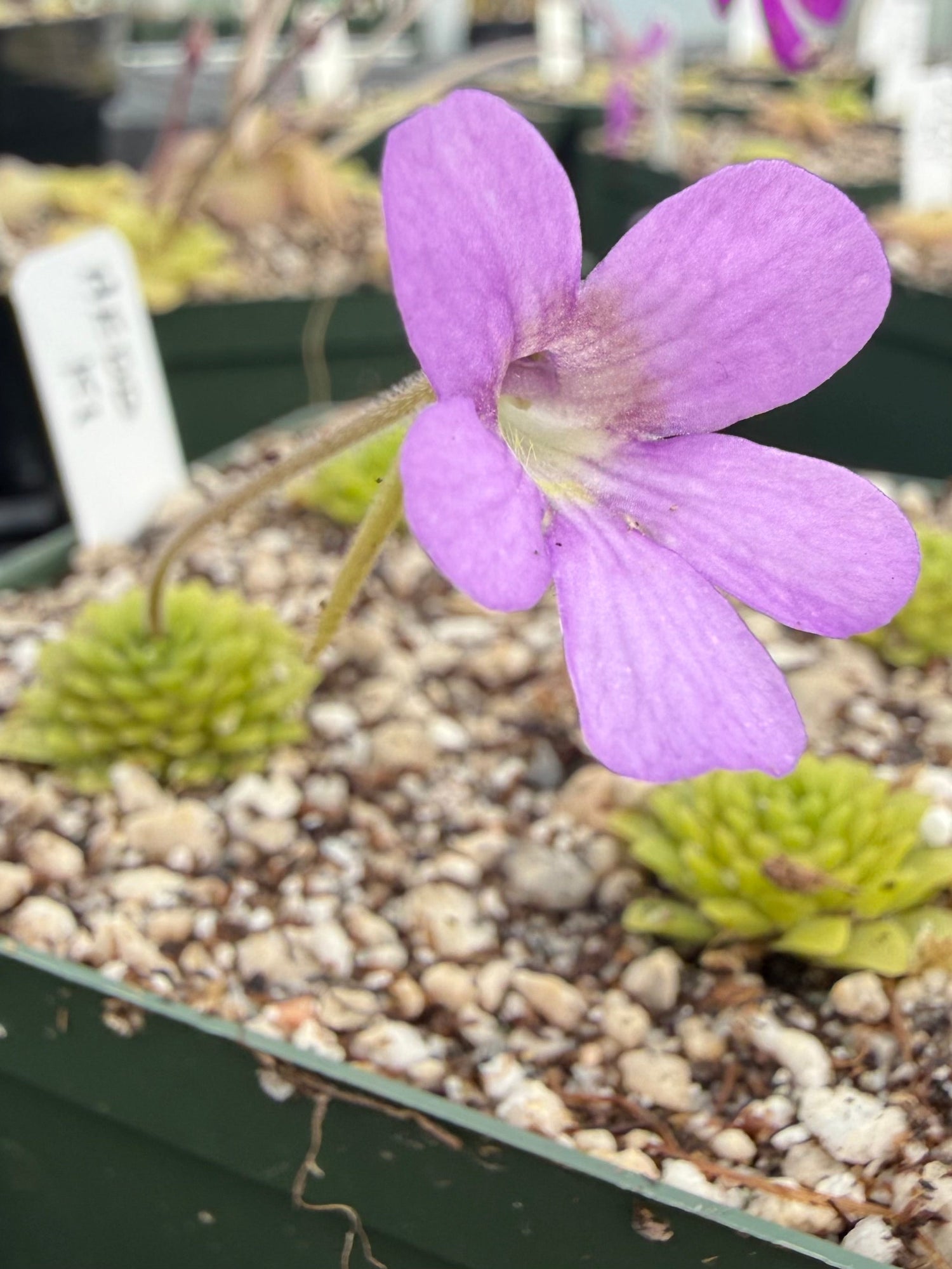 Pinguicula Lilac Pinecone Butterwort
