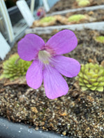 Pinguicula Lilac Pinecone Butterwort