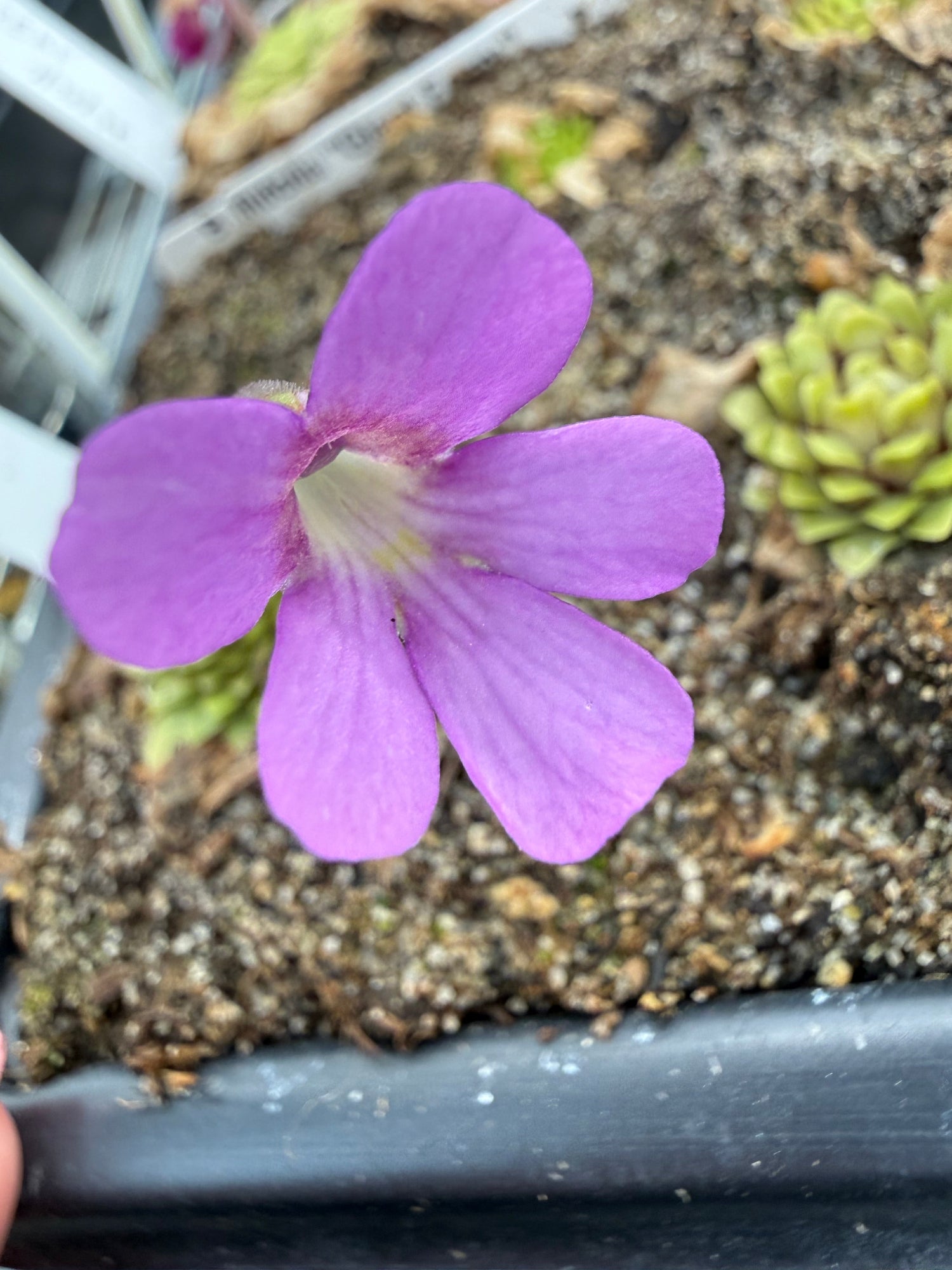 Pinguicula Lilac Pinecone Butterwort