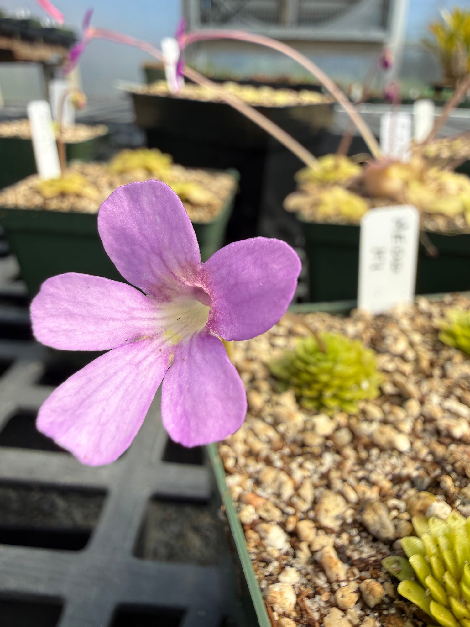 Pinguicula Lilac Pinecone Butterwort