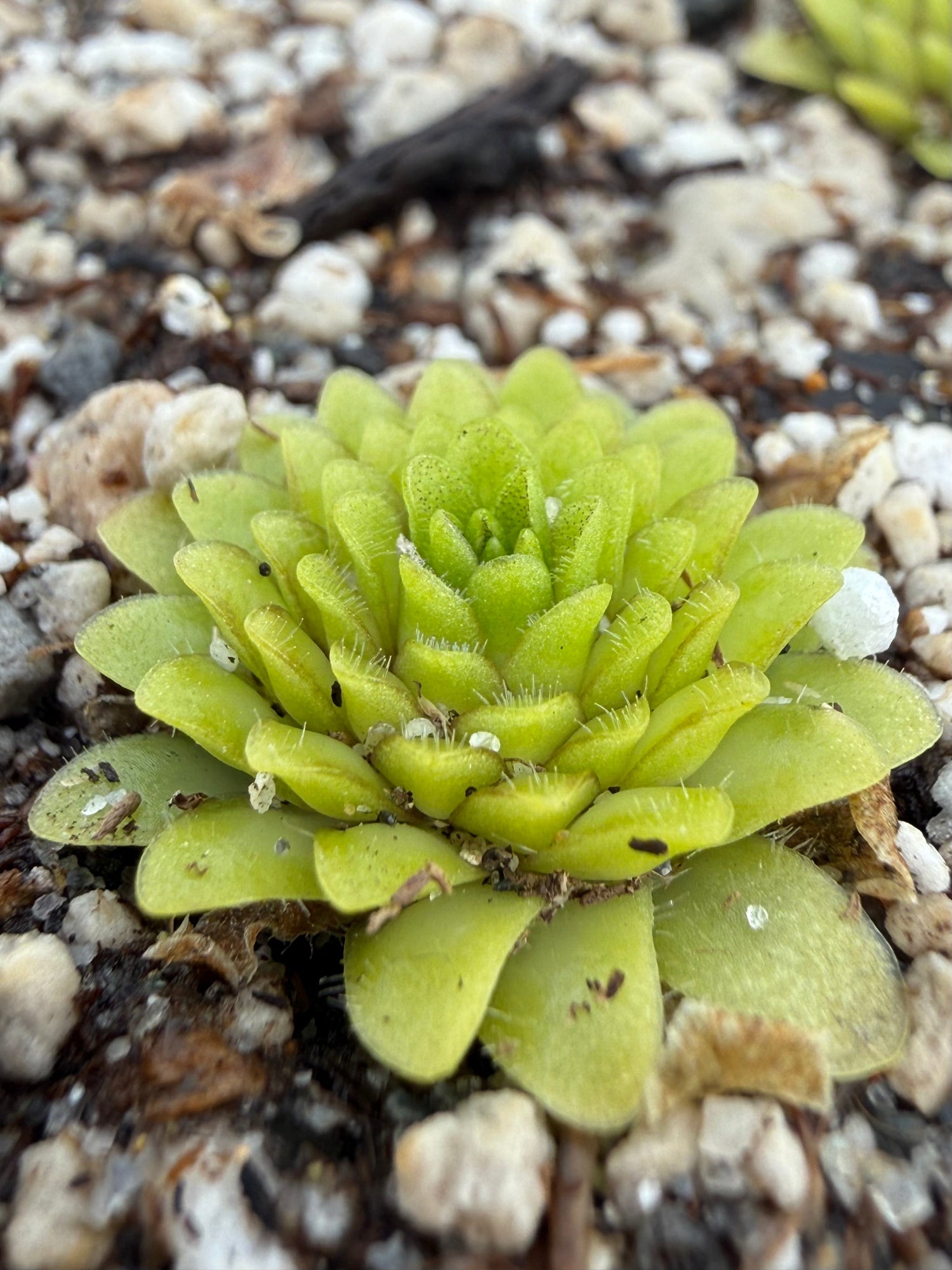 Pinguicula Lilac Pinecone Butterwort