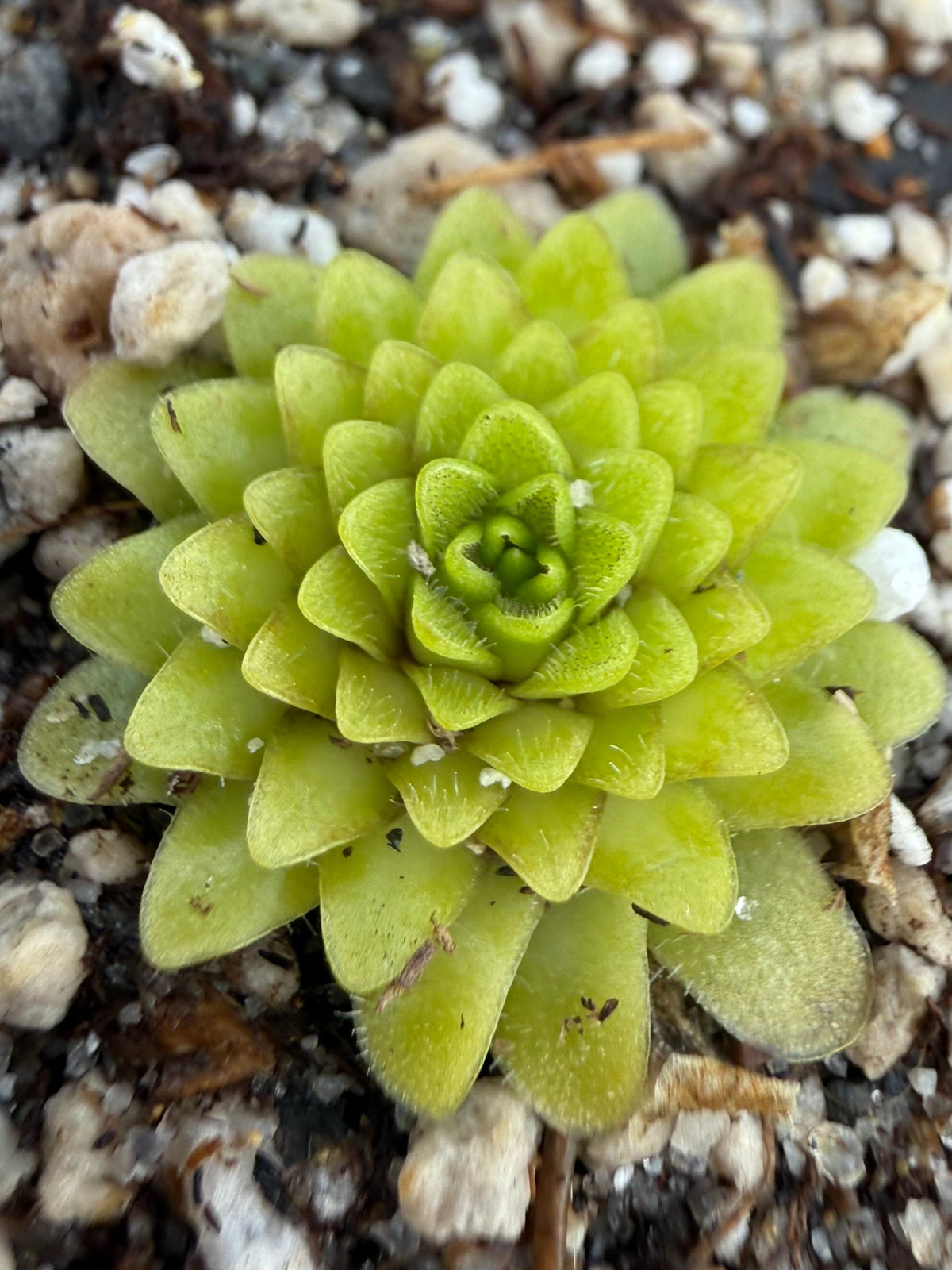 Pinguicula Lilac Pinecone Butterwort