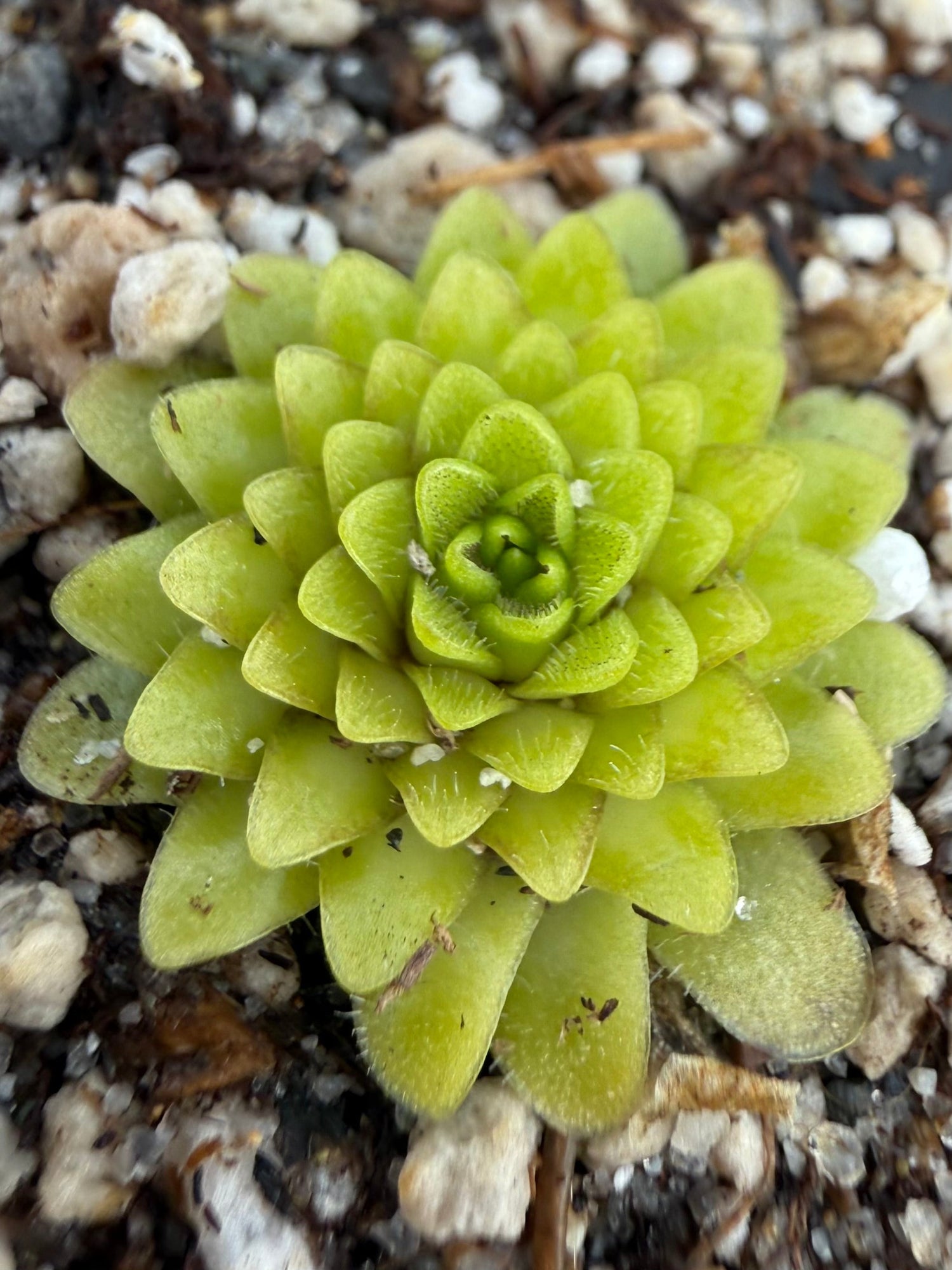 Pinguicula Lilac Pinecone Butterwort