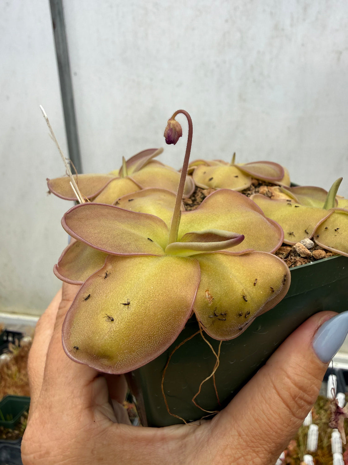 A close-up of a hand holding a potted carnivorous pinguicula plant with pale yellow-green leaves and small dark spots, photographed indoors against a light gray wall.