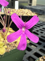 Close-up of a purple flower with a blurred background