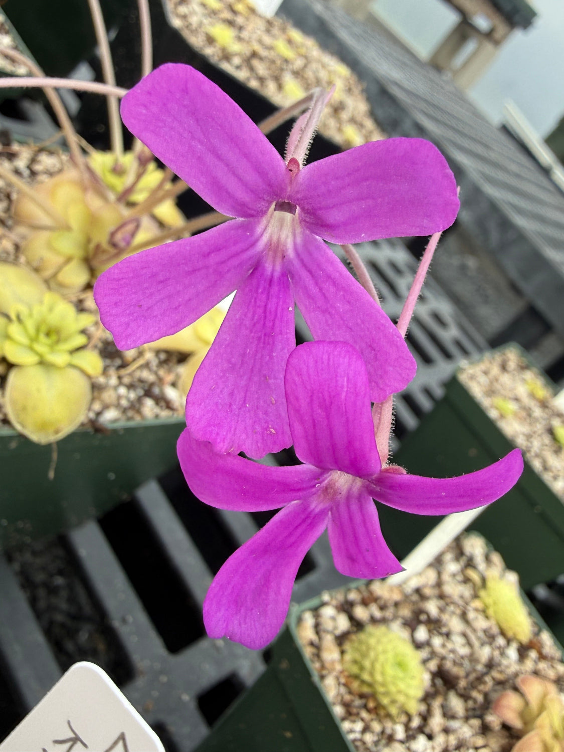 Close-up of a purple flower with a blurred background