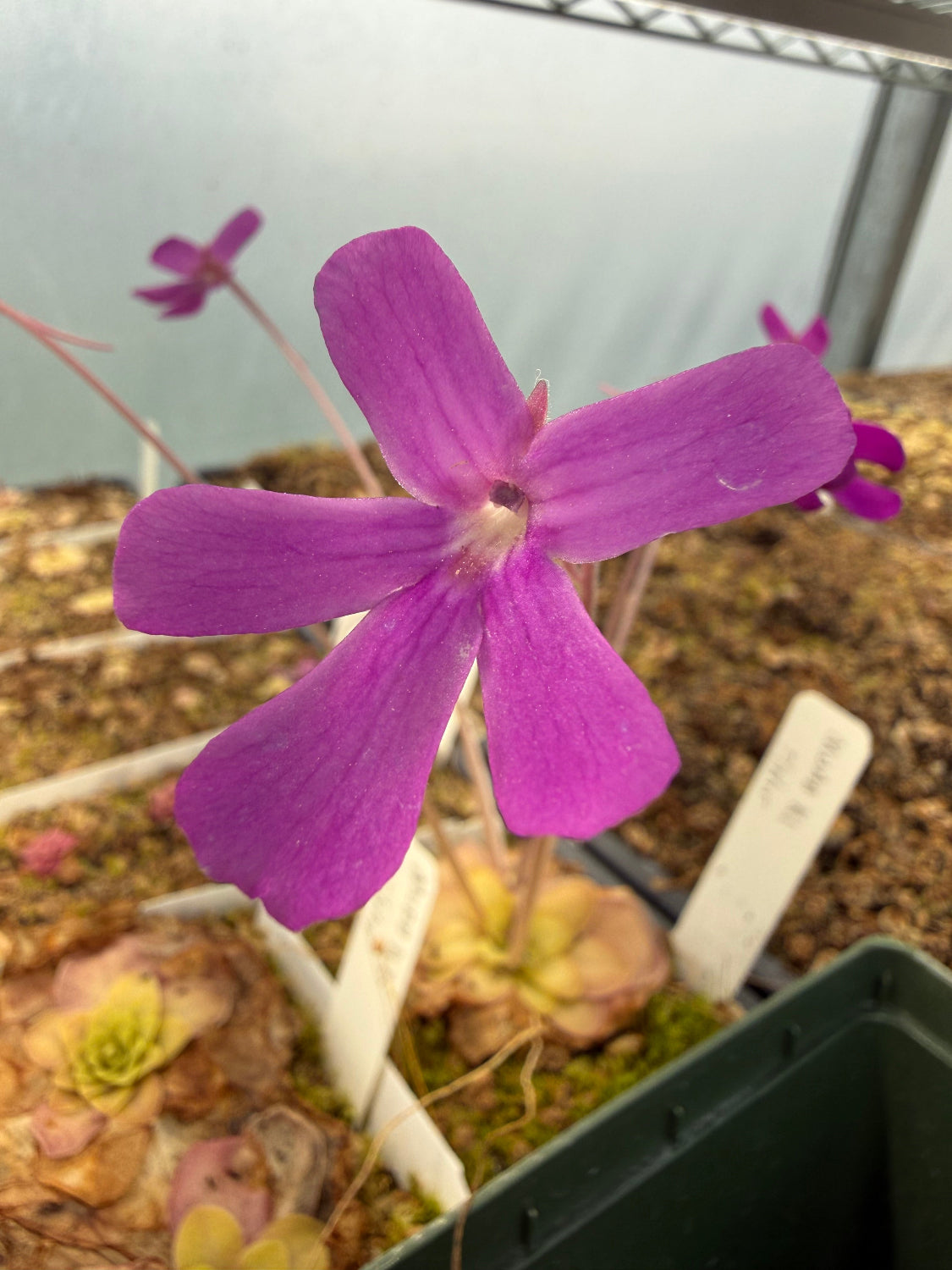 Close-up of a purple flower with a blurred background