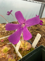 Close-up of a purple flower with a blurred background