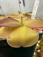 A close-up of a pinguicula plant with pale yellow-green to pinkish-beige lobes and a notch in the leaf, growing in a black pot.