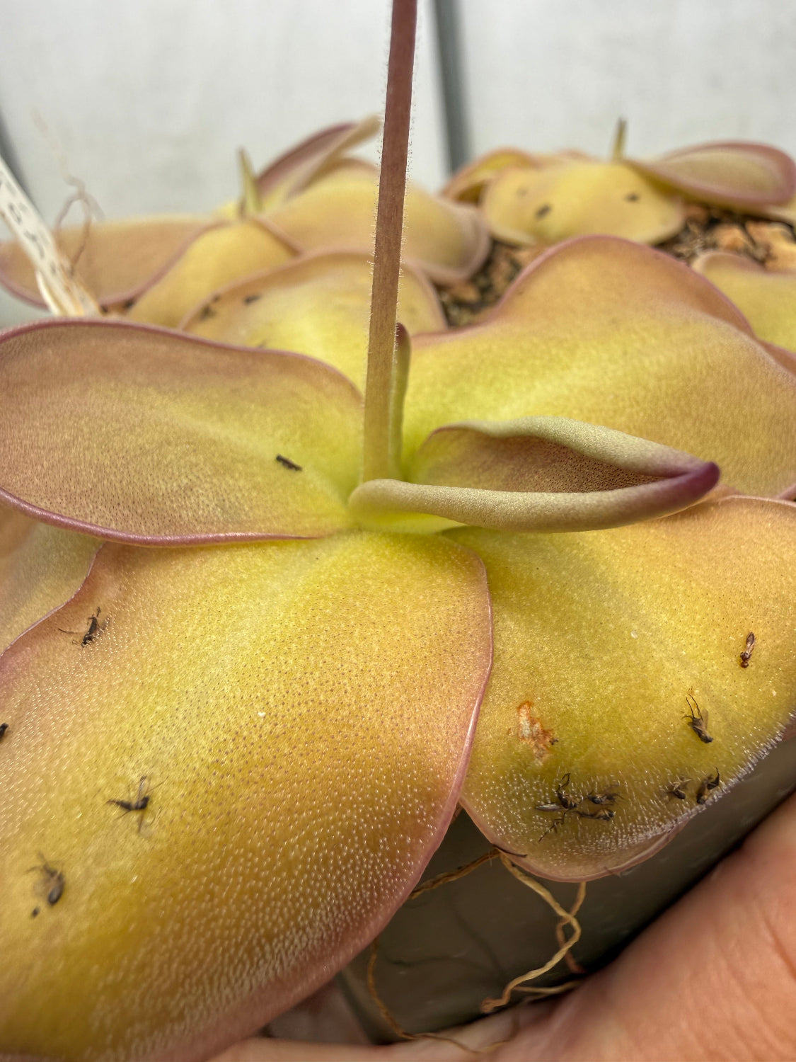 A close-up of a pinguicula plant with pale yellow-green leaves and reddish-purple rims. Several small gnats are visible on the leaves.