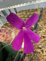 Close-up of a purple flower with a blurred background