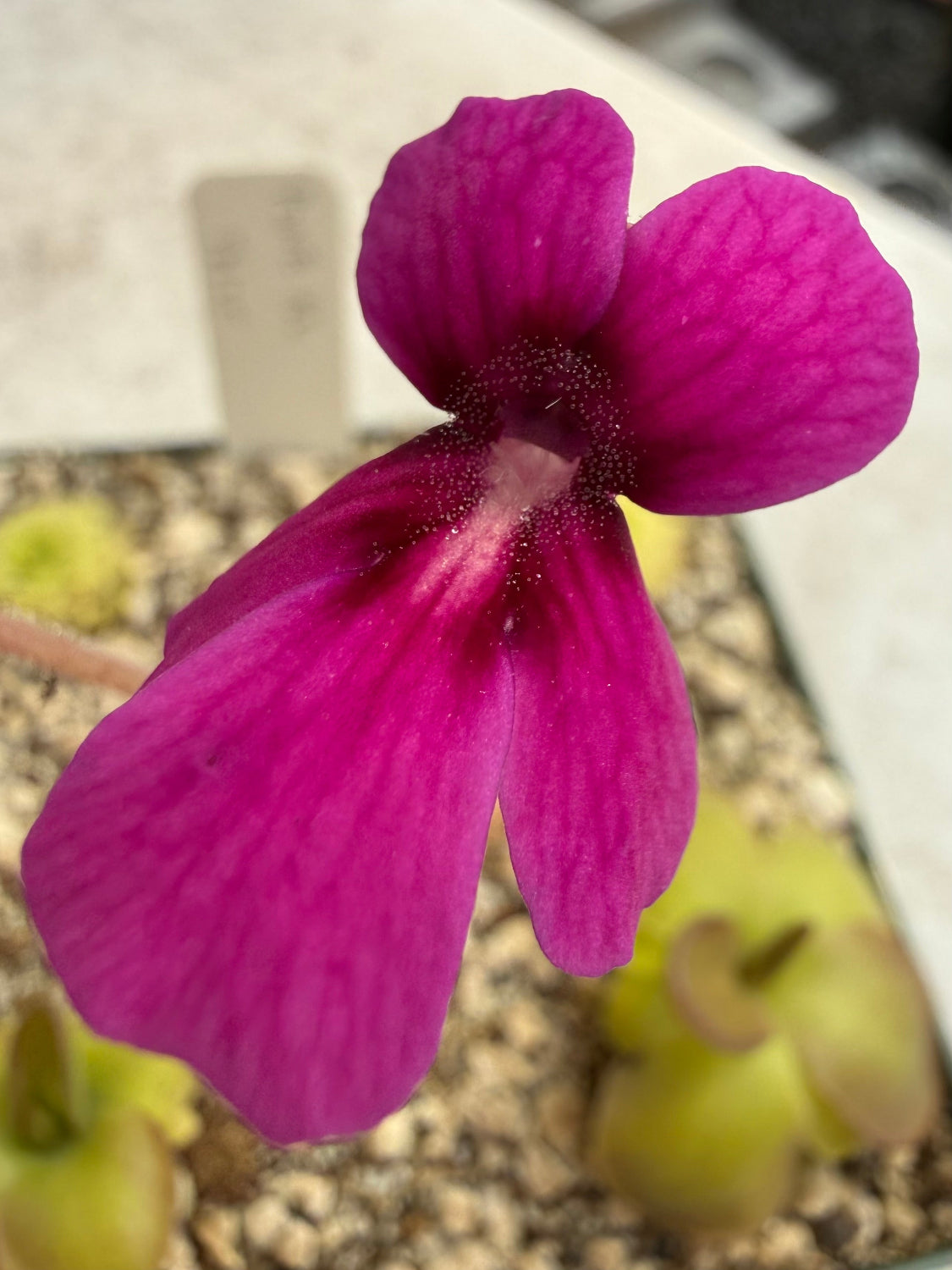 Close-up of a vibrant purple flower with a blurred background