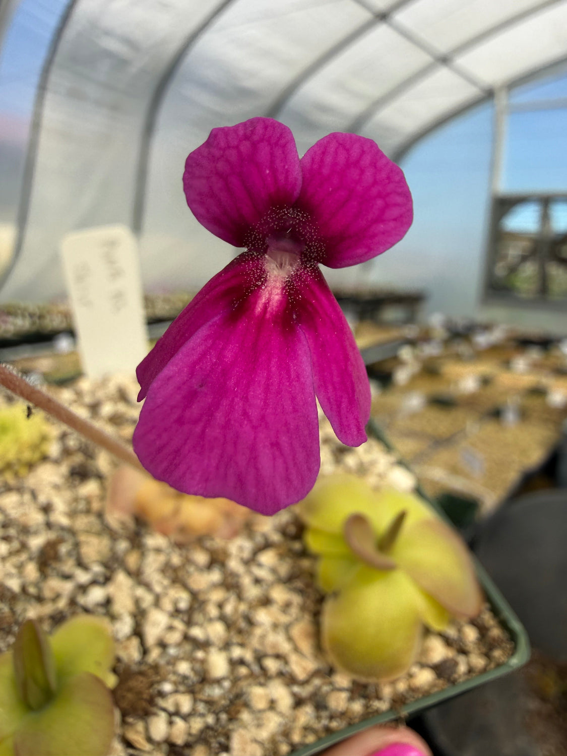 Close-up of a purple flower with a blurred background