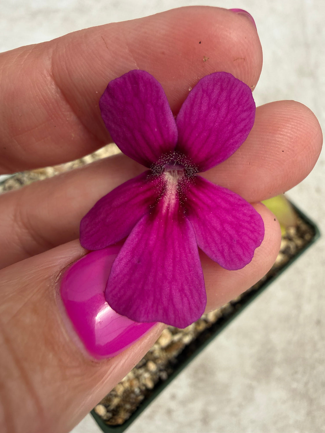 Purple flower held between fingers with a blurred background