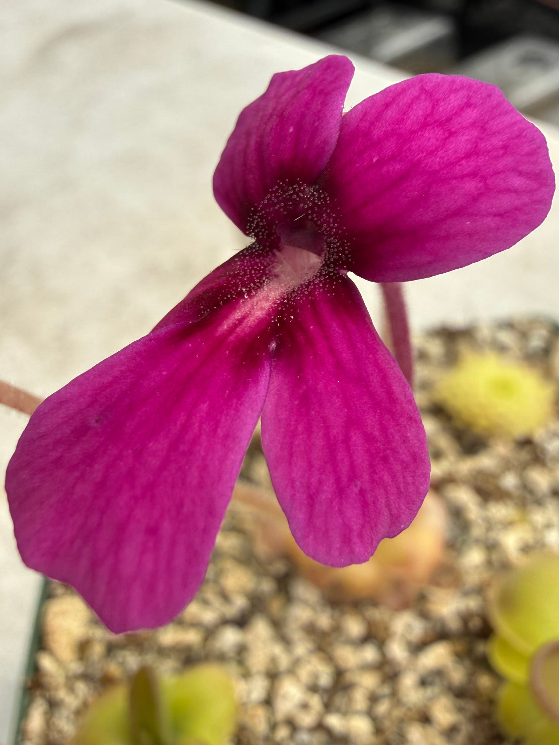 Close-up of a purple flower with a blurred background