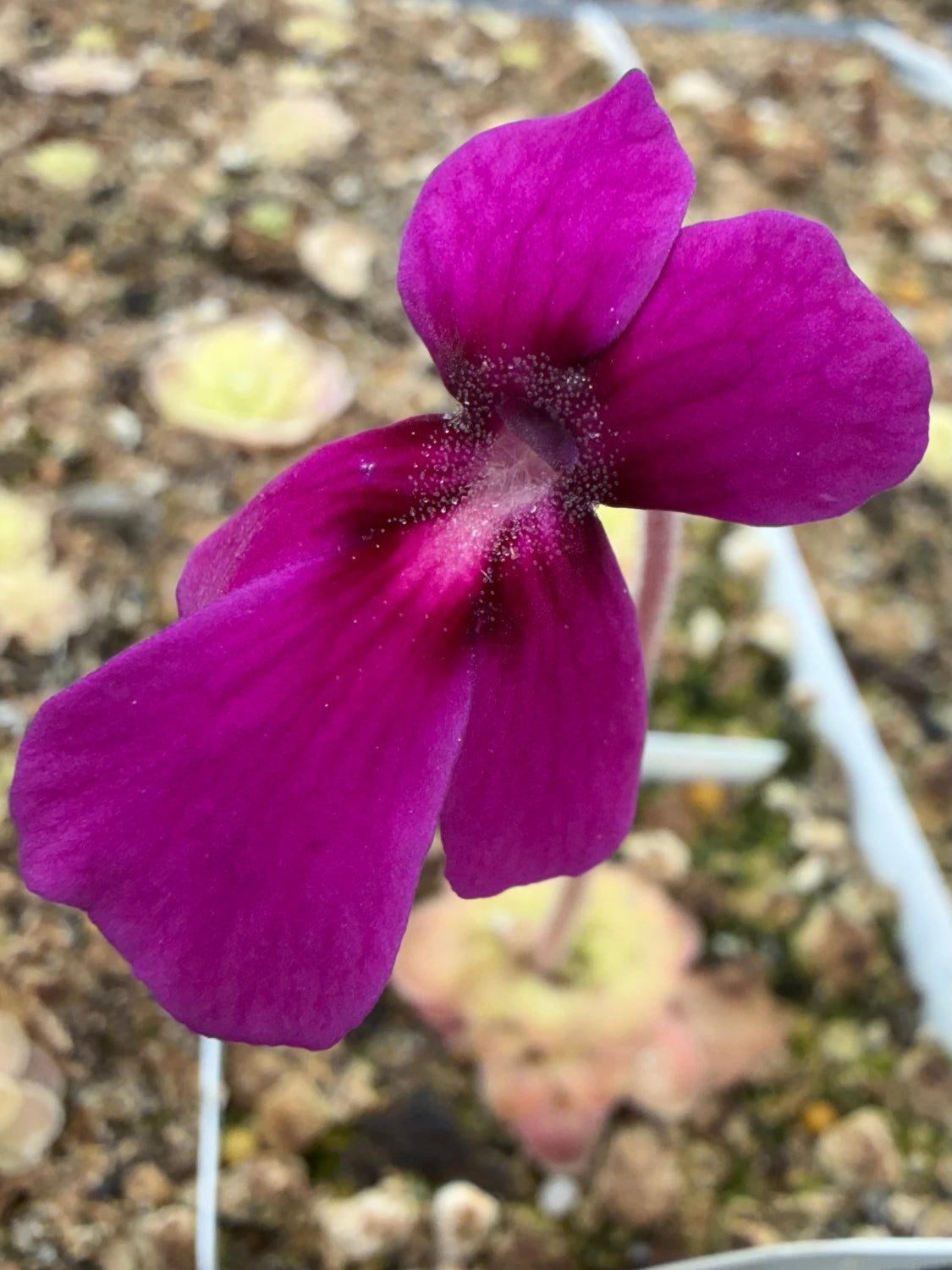 Close-up of a purple flower with a blurred natural background