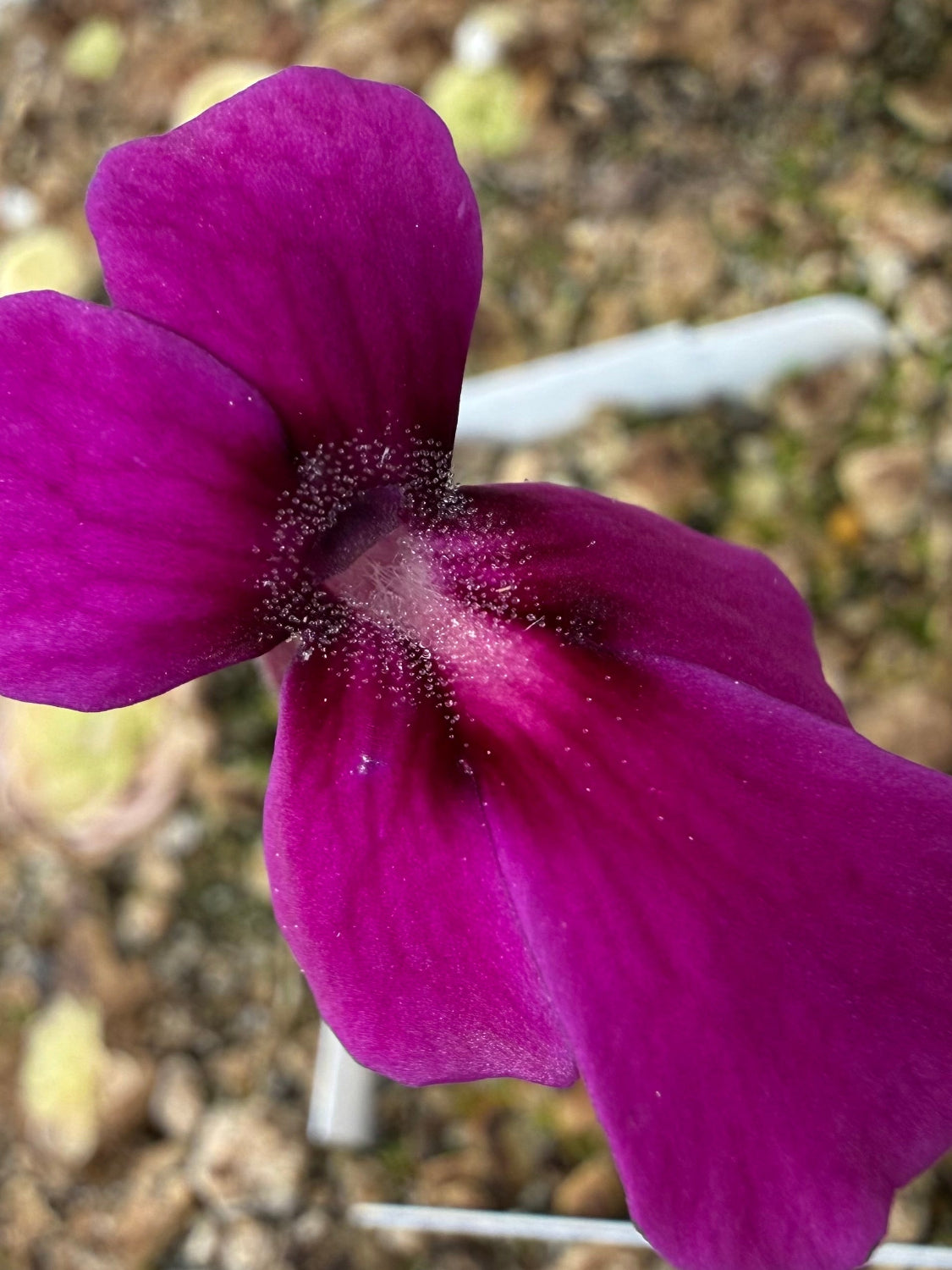 Close-up of a purple flower with a blurred natural background
