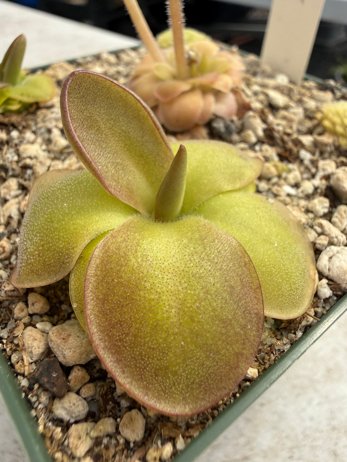 Close-up of a succulent plant with a green and brown color scheme.