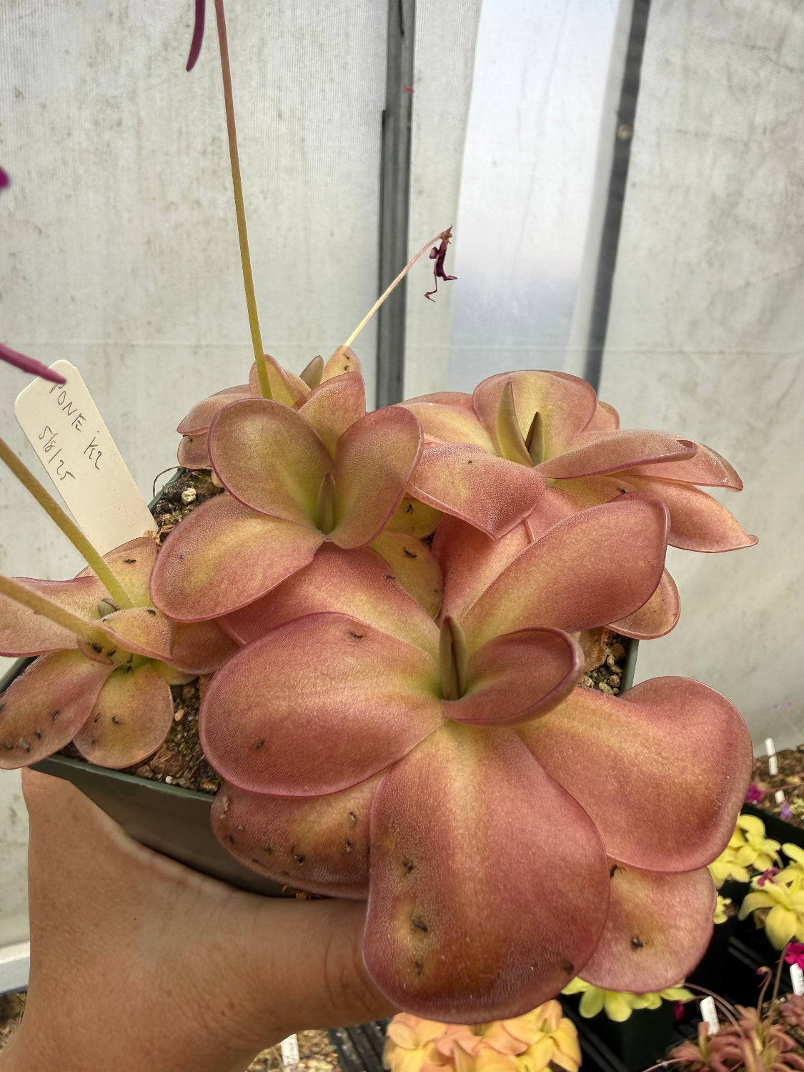 A pinguicula plant with long pink leaves, being held by a person's hand in a nursery or greenhouse setting.