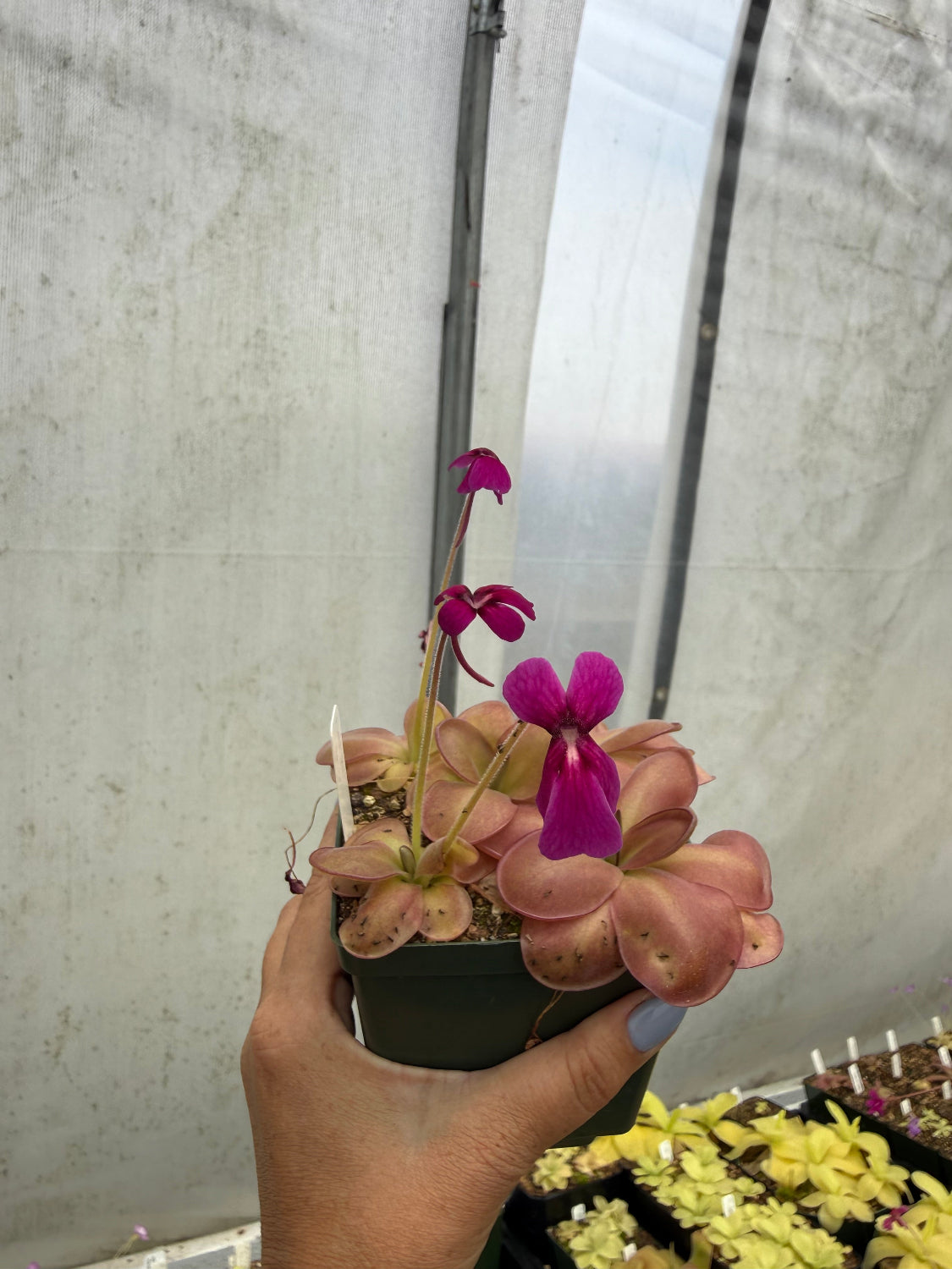 A hand holding a small potted pink plant with bright magenta-purple flowers, photographed indoors against a light gray fabric backdrop.