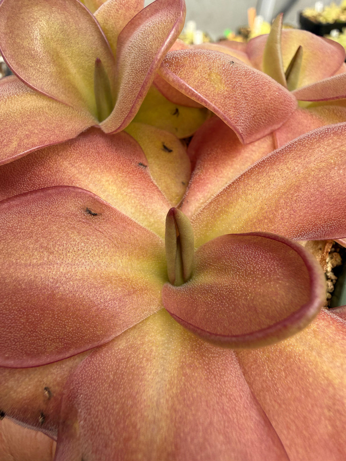 Close-up of a Pinguicula plant with pinkish-red and pale yellow lobes, photographed in a garden setting.