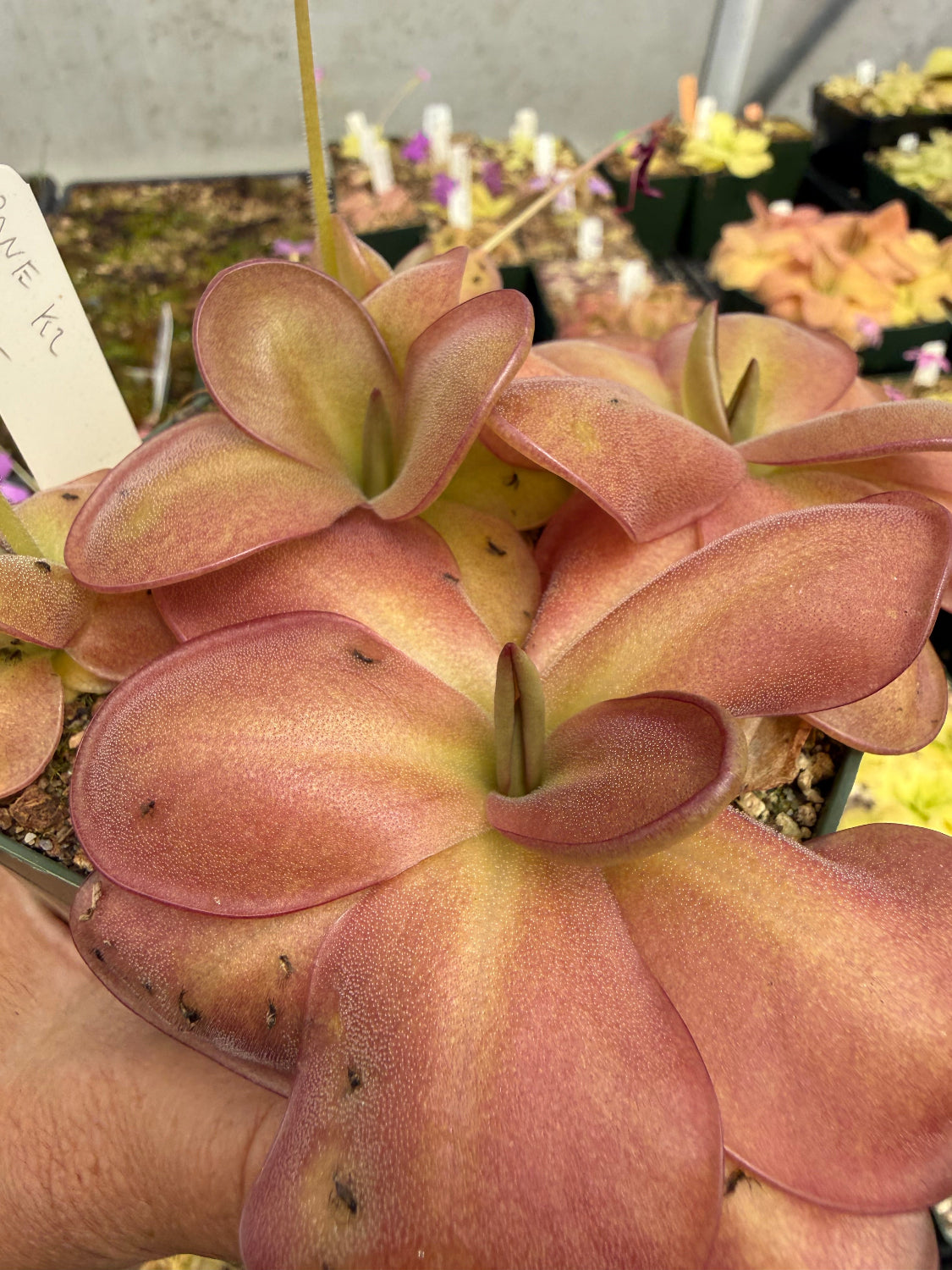 A close-up of a pinguicula plant with pale yellow-green centers in a nursery setting.