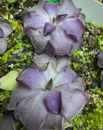 Pinguicula Mad Madam Mim Butterwort