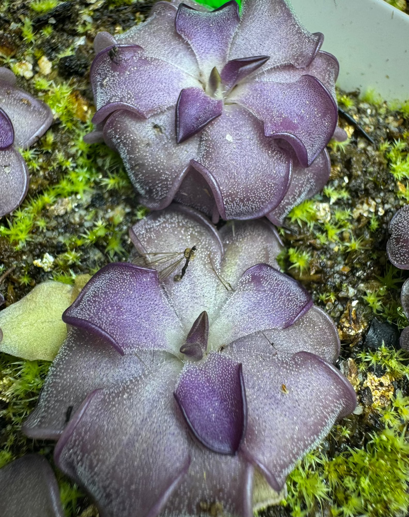 Pinguicula Mad Madam Mim Butterwort