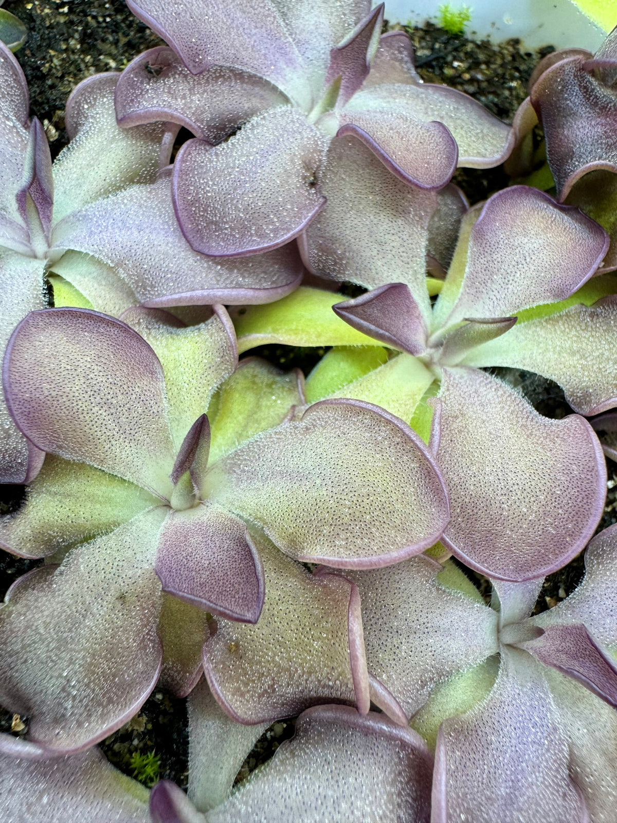 Pinguicula Mad Madam Mim Butterwort