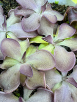 Pinguicula Mad Madam Mim Butterwort