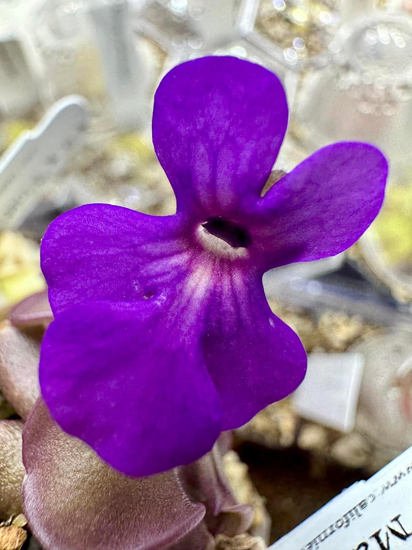 Pinguicula Mad Madam Mim Butterwort