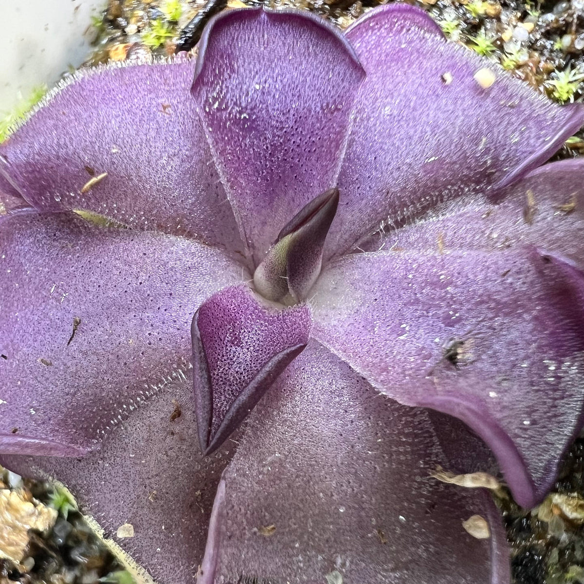 Pinguicula Mad Madam Mim Butterwort