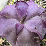 Pinguicula Mad Madam Mim Butterwort