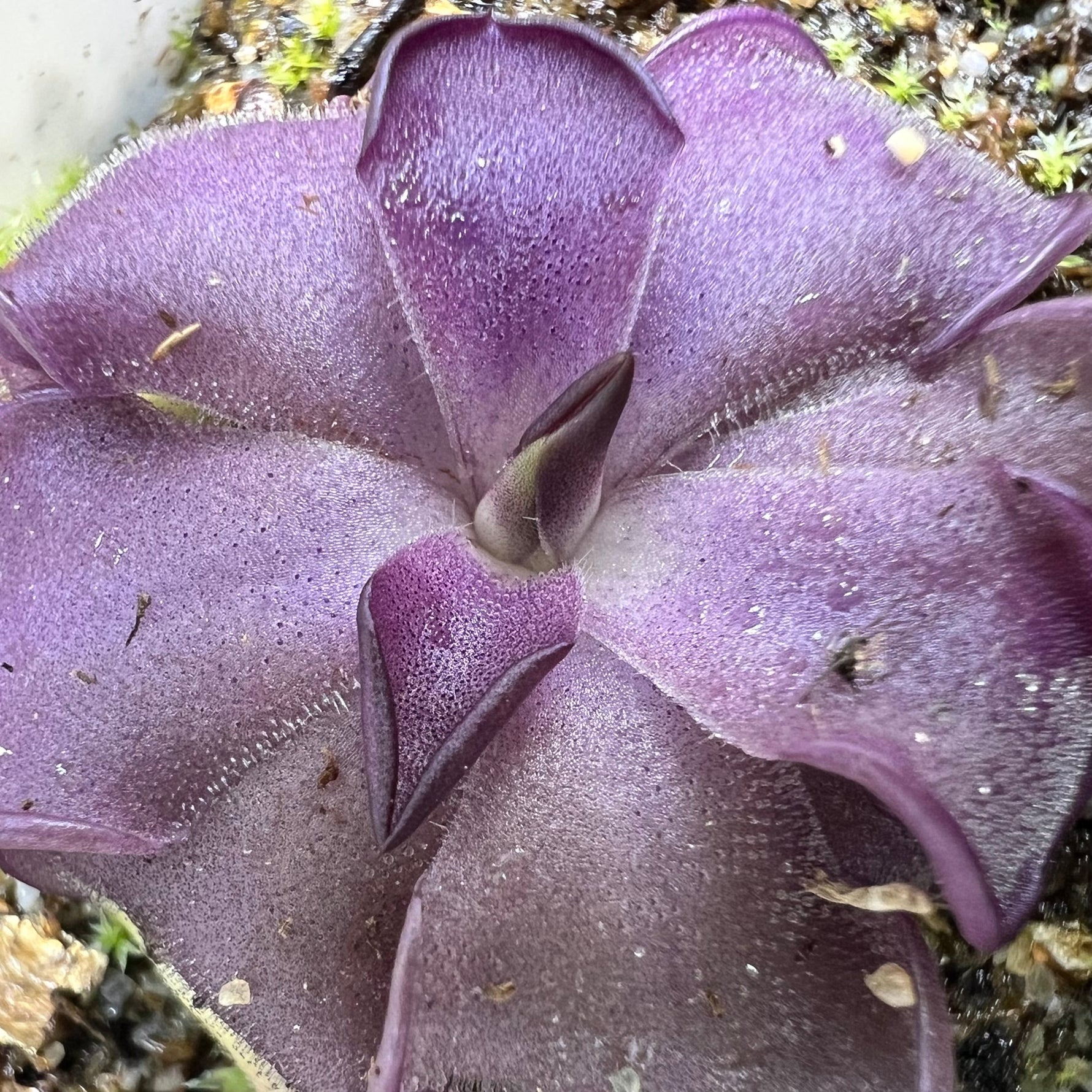 Pinguicula Mad Madam Mim Butterwort