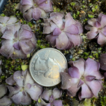 Pinguicula Mad Madam Mim Butterwort