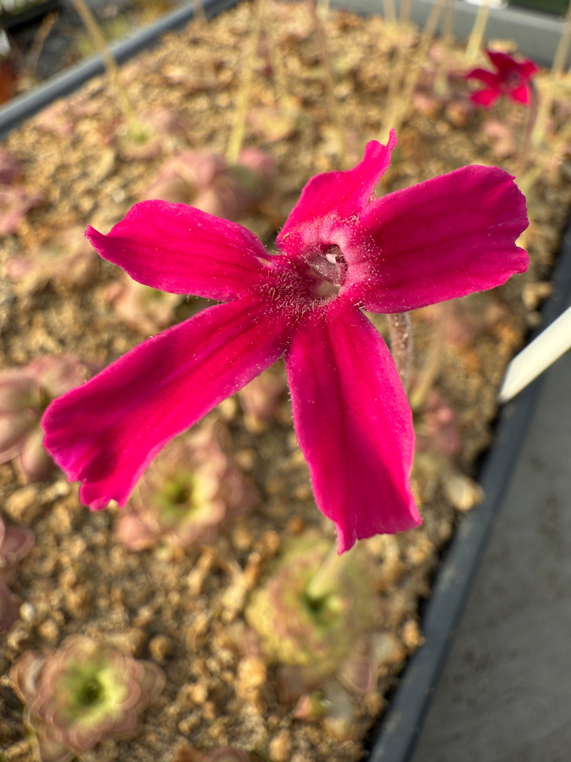 Close-up of a vibrant pink flower with a blurred background