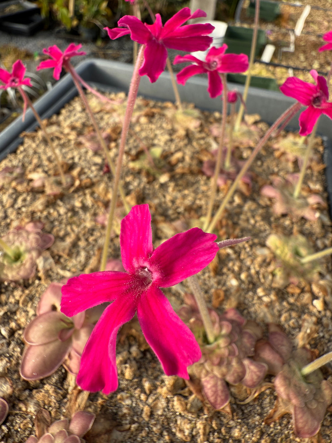 Close-up of vibrant pink flowers with a blurred background